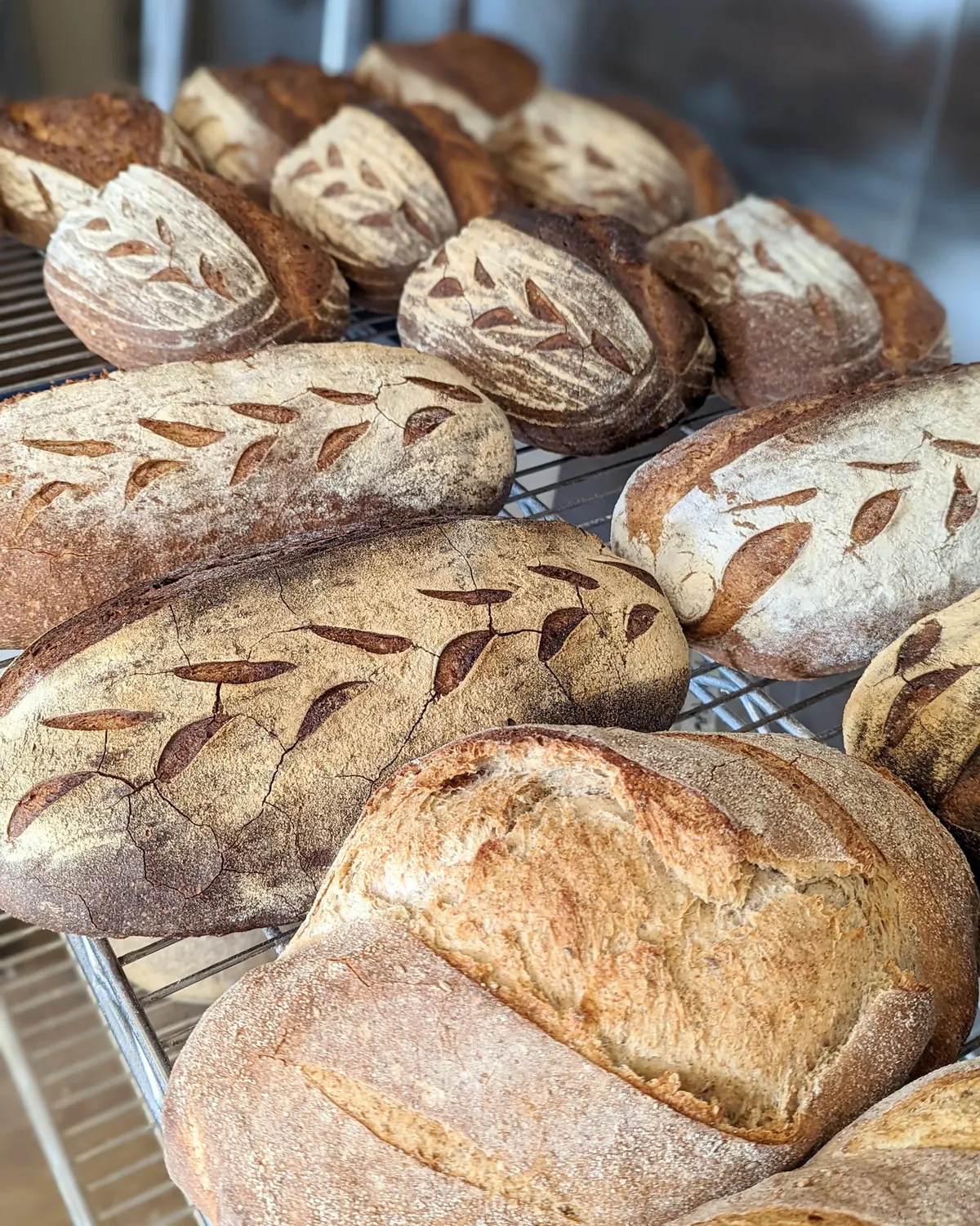 Scored sourdough and multigrain loaves on a rack